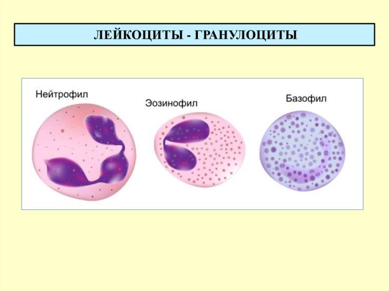 Лейкоциты лягушки строение
