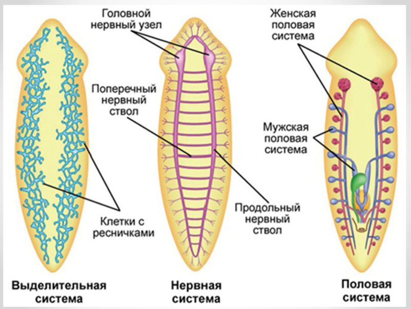 Схема строения ресничных червей