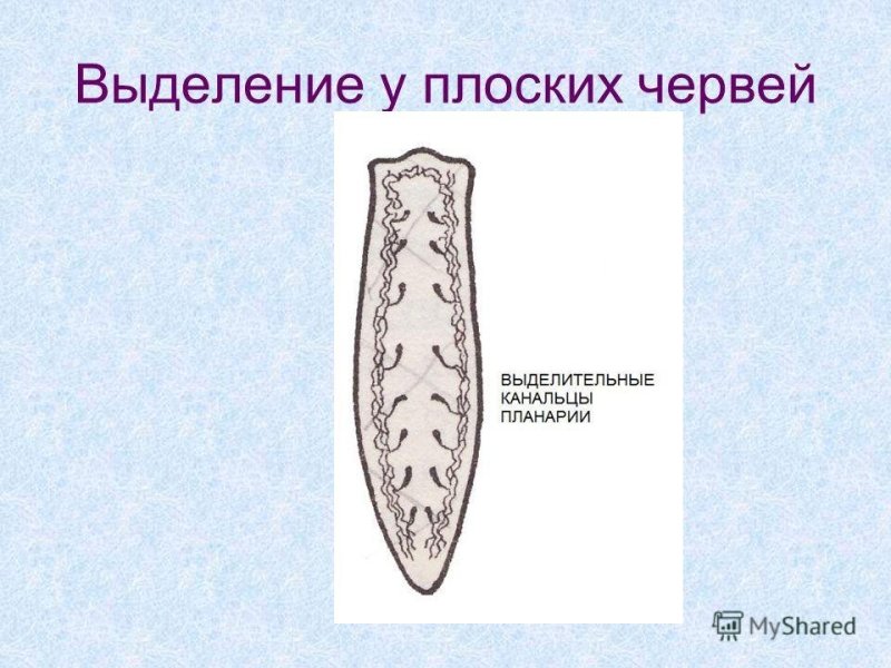 Строение выделительной системы системы плоских червей