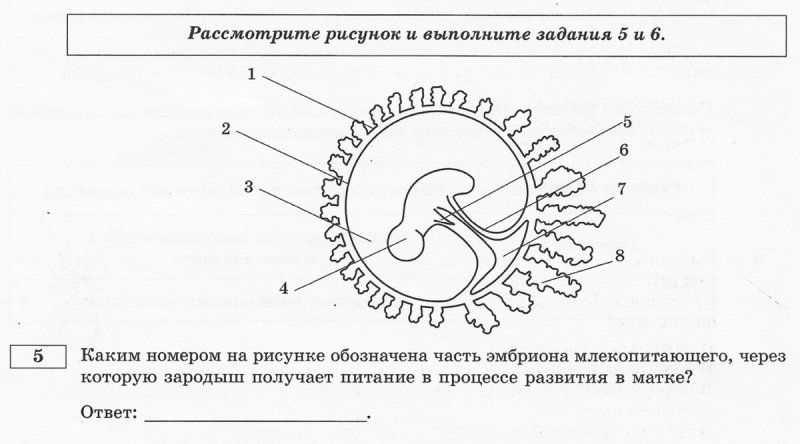 Зародыш млекопитающего ЕГЭ