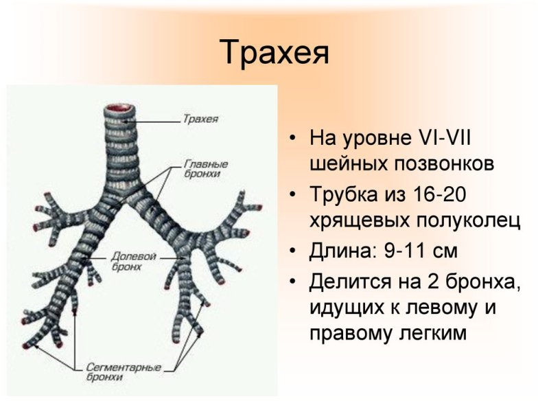 Трахея и бронхи вид спереди