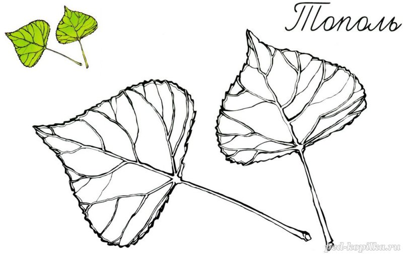 Листья рисунок