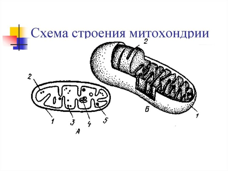 Строение митохондрии растительной клетки
