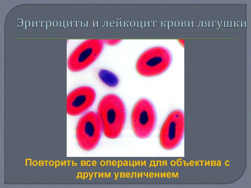 Лейкоциты человека и лягушки