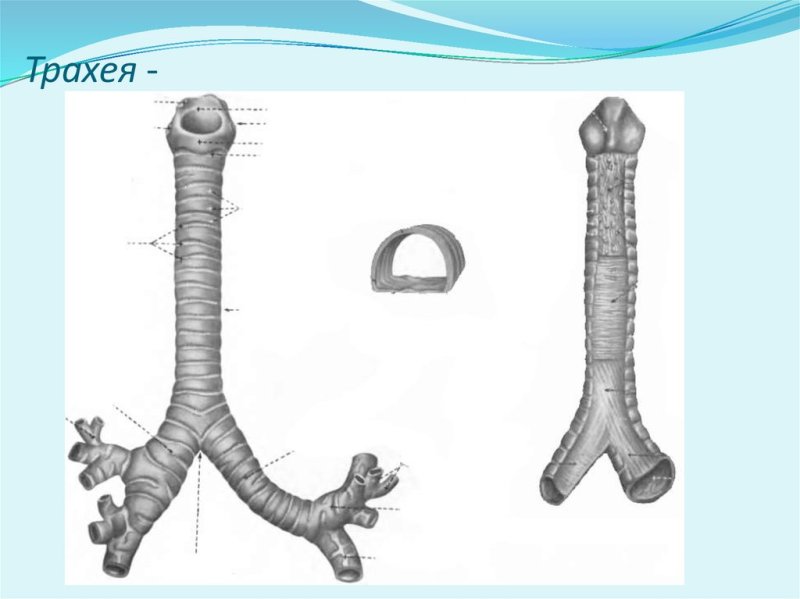 Трахея (trachea) строение