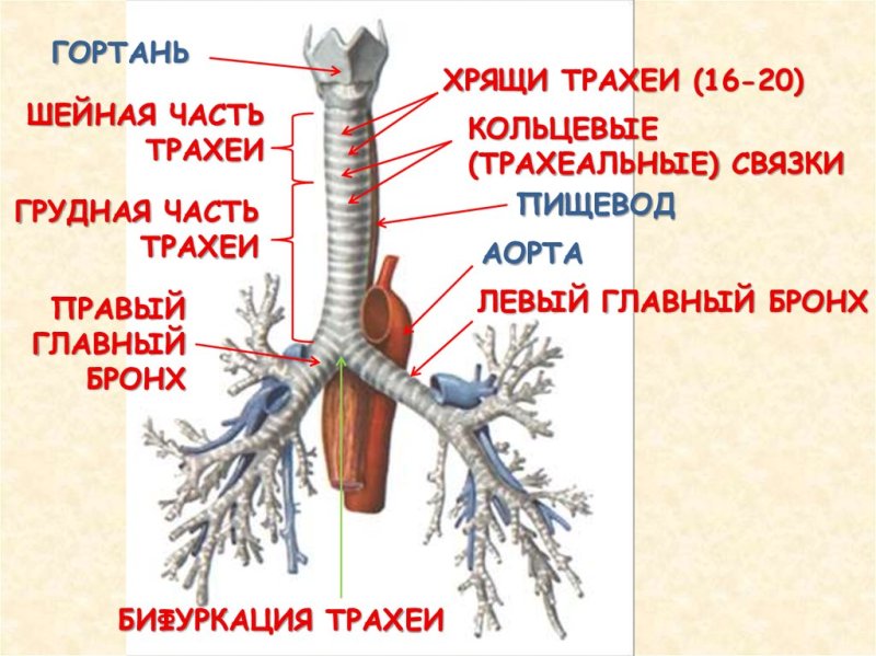Гортань трахея бронхи анатомия