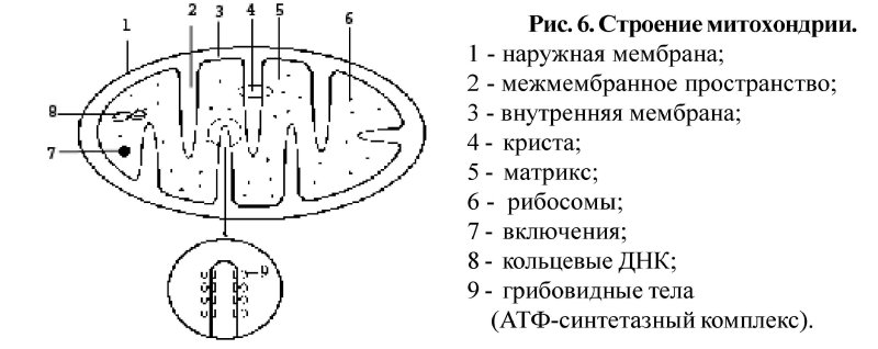 Строение митохондрии рисунок