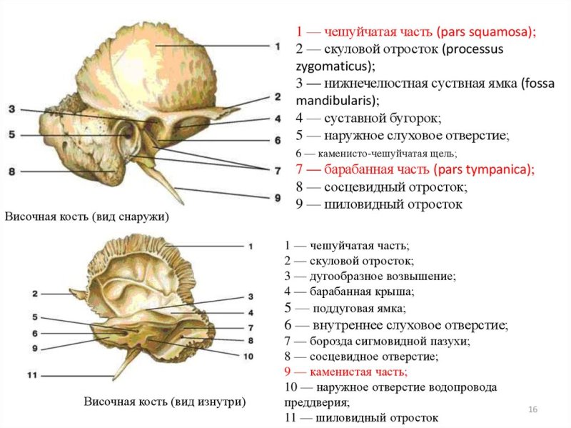 Височная кость анатомия вид изнутри