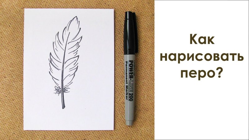 Перо рисунок