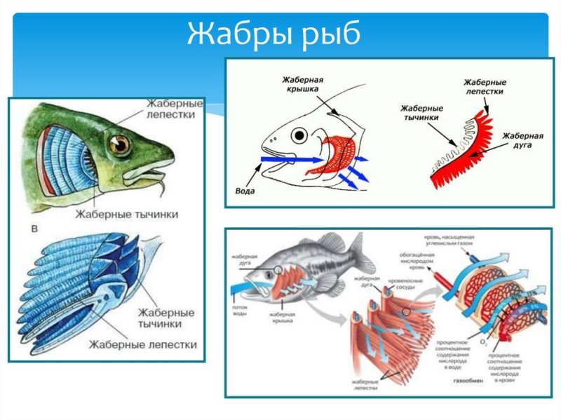 Жабры рыбы строение