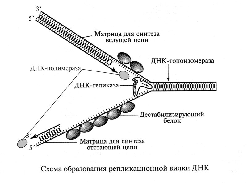 Репликация ДНК репликативная вилка