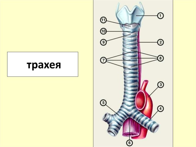 Строение стенки трахеи