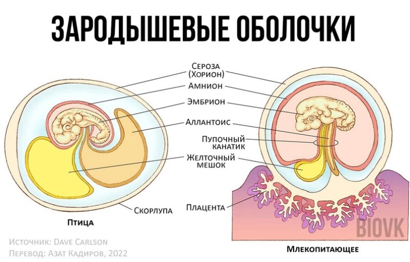 Хорион амнион аллантоис функции