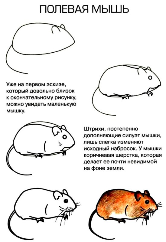 Поэтапное рисование мыши