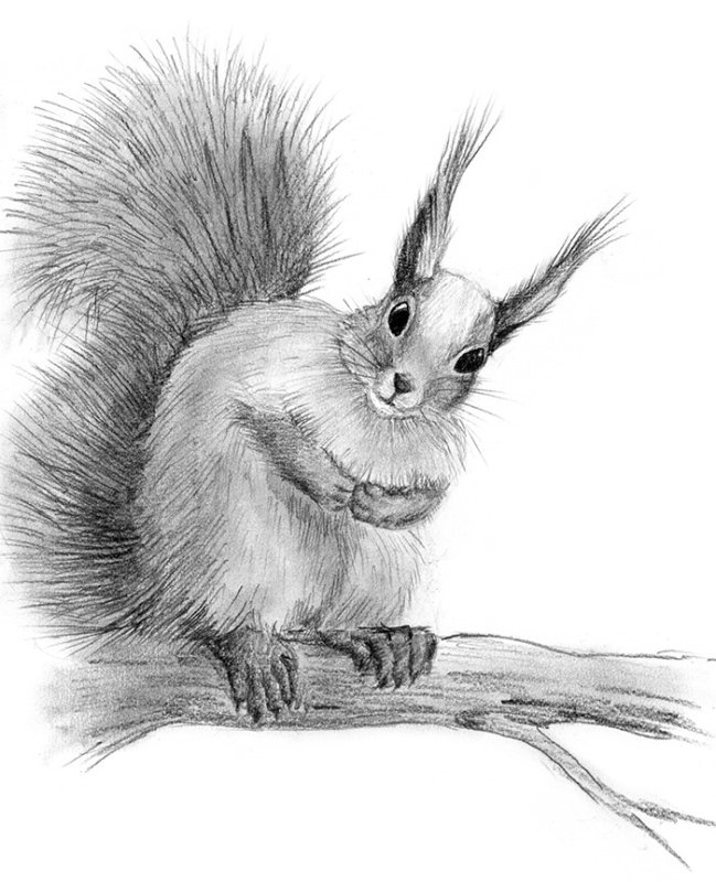 рисунок белка карандашом