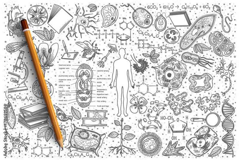 обложка для тетради по биологии