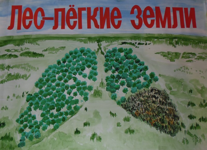 Плакат на тему вырубки лесов