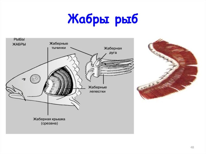 Рыба жаба