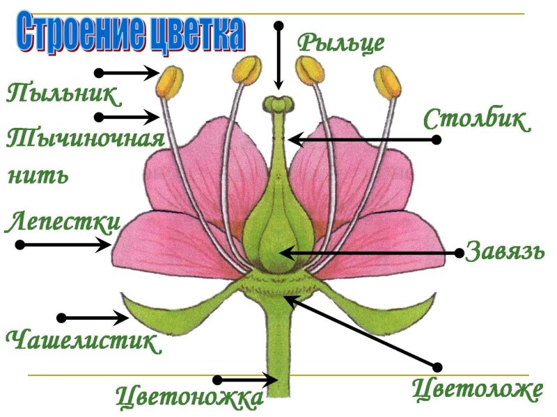 Строение цветка цветоложе цветоножка