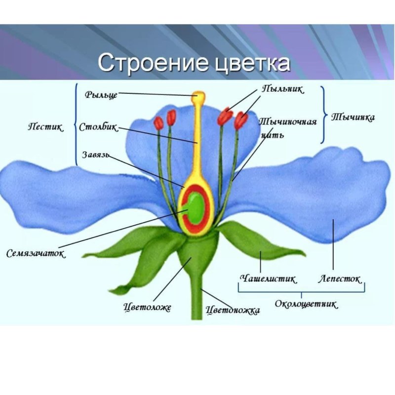 Строение цветка