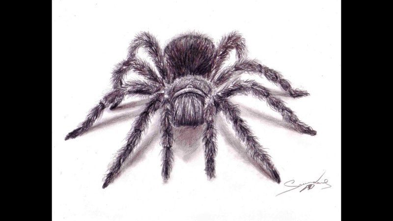 южнорусский тарантул