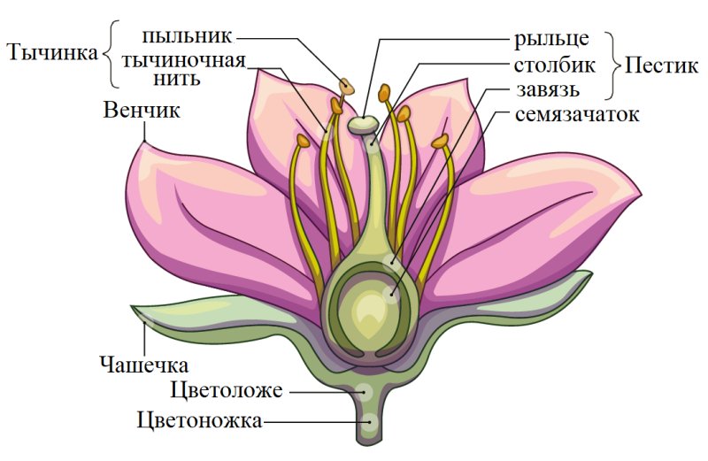 Чашелистики пестик тычинки венчик