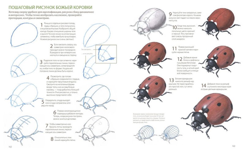Этапы рисования Божьей коровки для детей