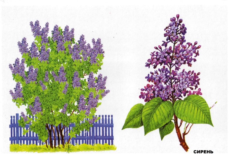 Сирень кустарник