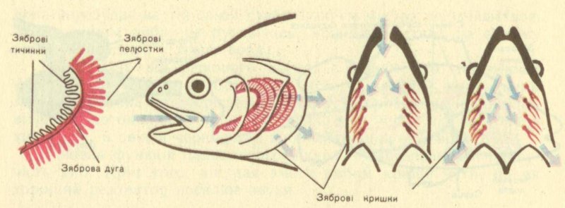 "Строение жабр речного окун