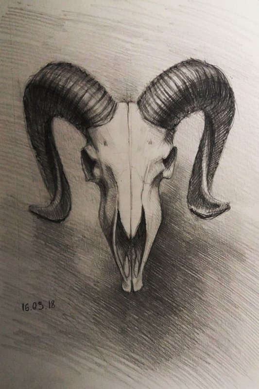 Череп козы