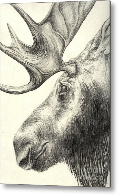 Рисунки животных карандашом