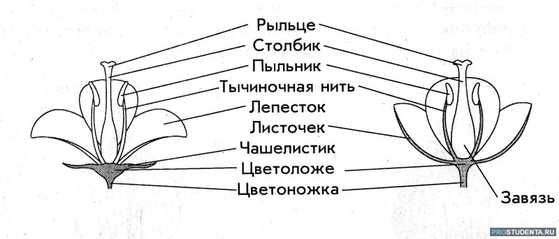 Части цветка схема биология 6 класс