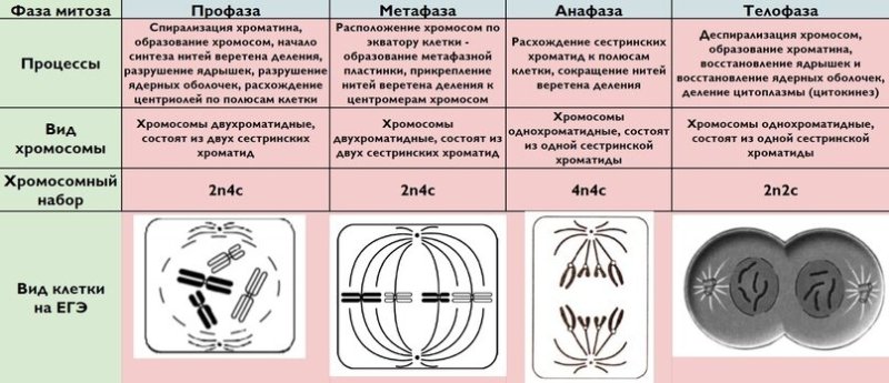 Фазы митоза схема ЕГЭ