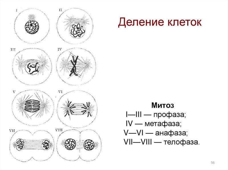 Метафаза мейоза 1