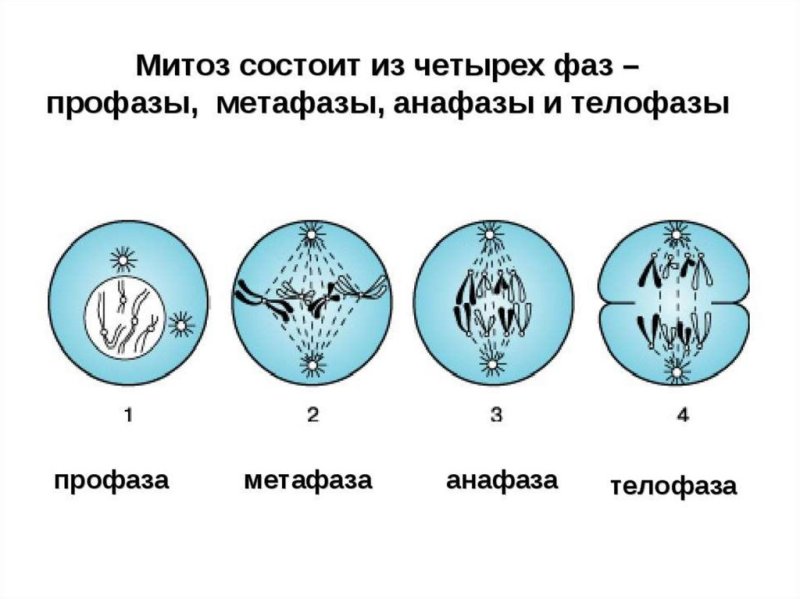 Тип деления клетки анафаза
