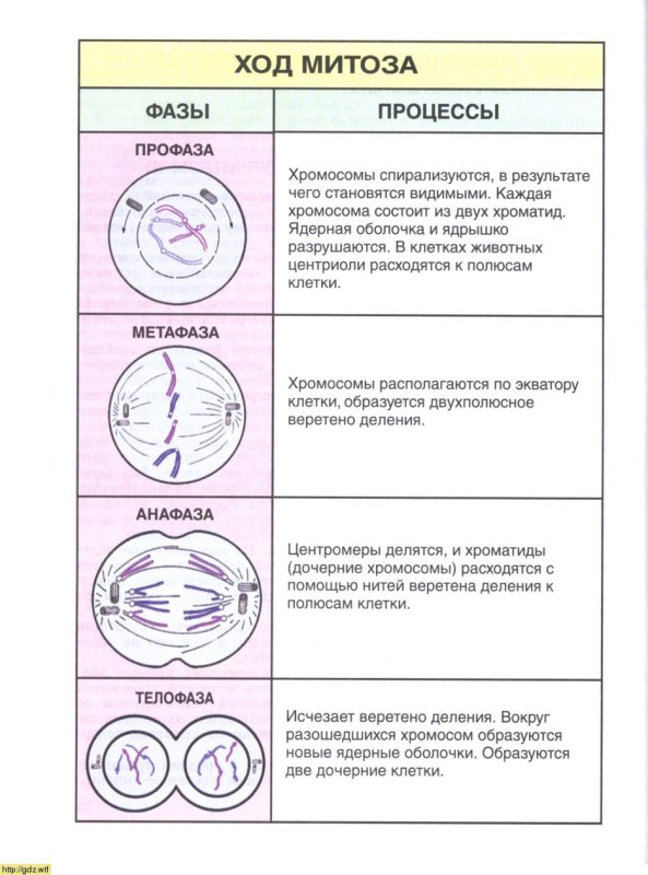 этапы деления клетки митоз