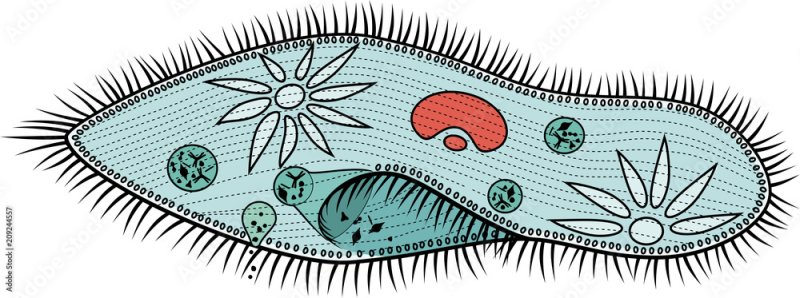 Инфузория туфелька Paramecium caudatum