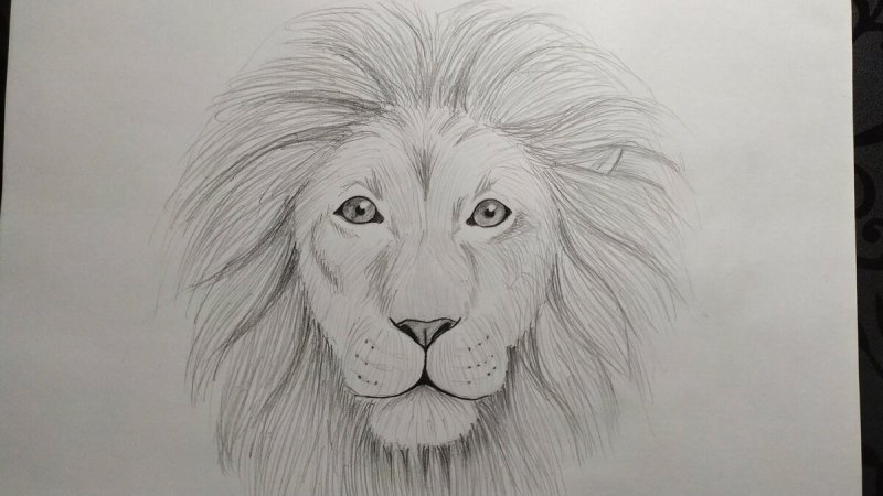 Лев для срисовки