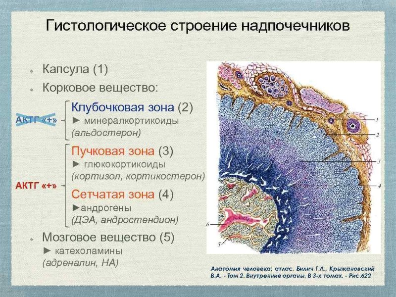 Строение надпочечников гистология