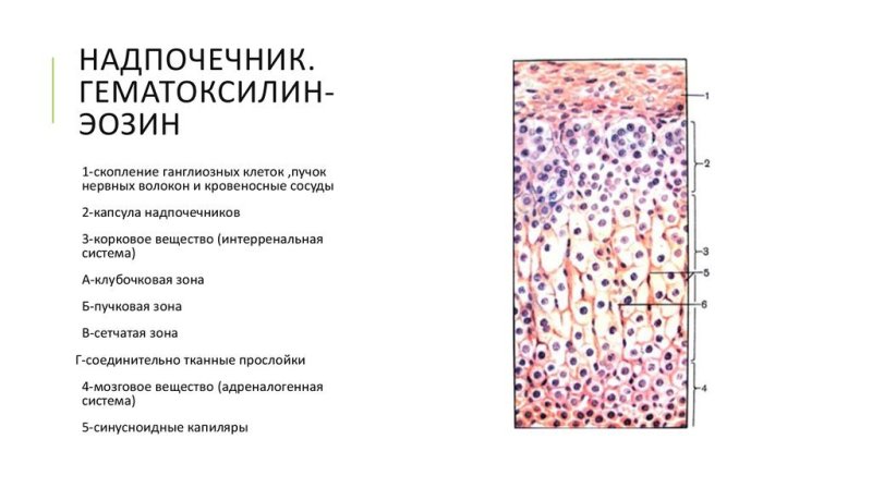 Надпочечник гистология