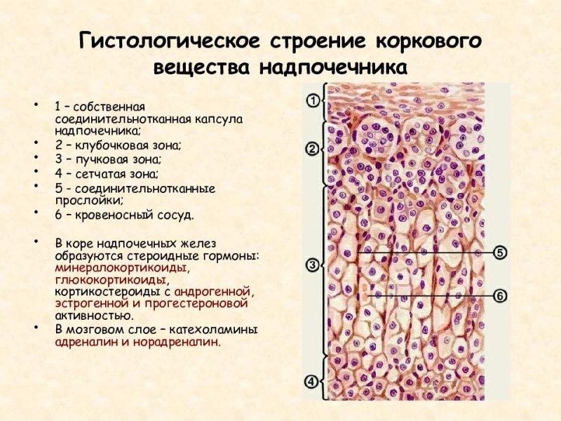 Строение среза надпочечника