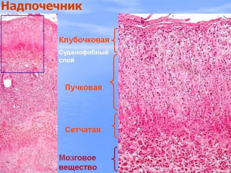 Корковое вещество надпочечников гистология