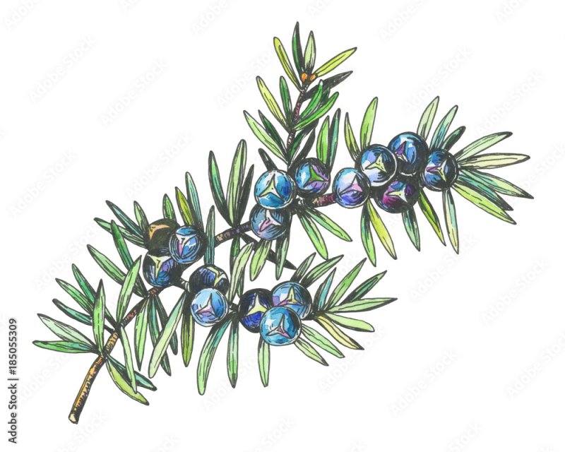Можжевельник Juniperus communis