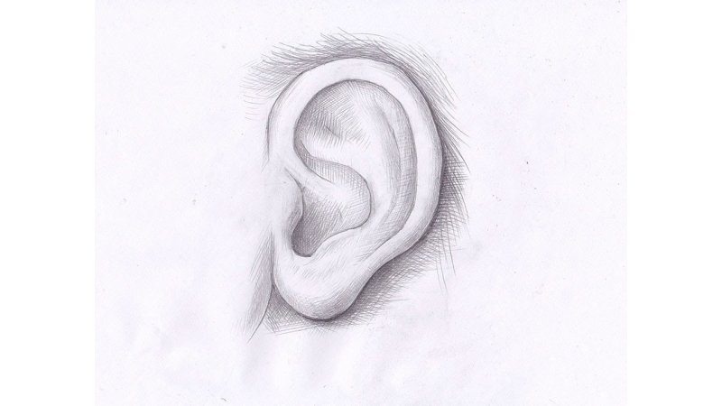 Рисунок уха