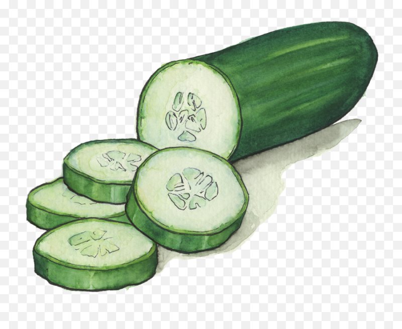 Огурец рисунок легкий