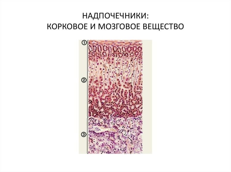 Надпочечник гистология