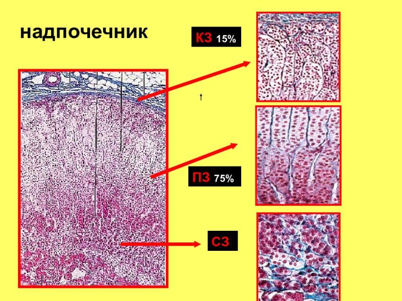Надпочечник микропрепарат гистология