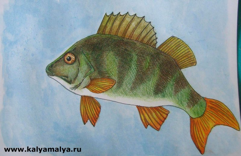Рисование рыбы
