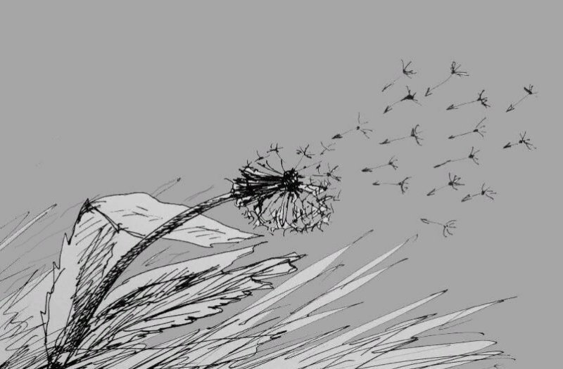 одуванчики рисунки