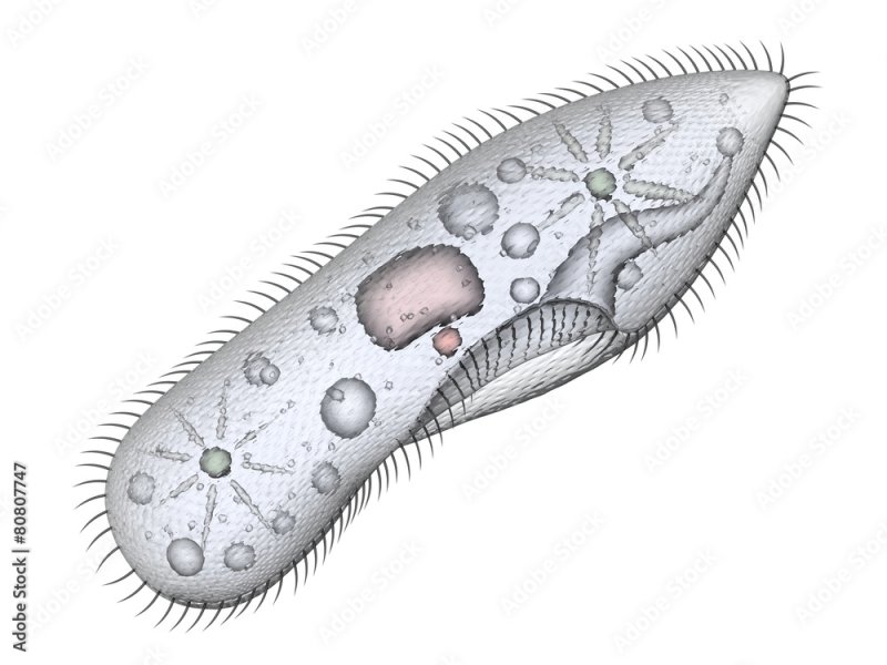 Paramecium caudatum перистом
